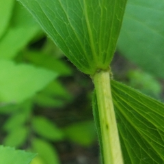 Clematis occidentalis