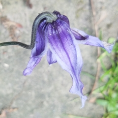 Clematis occidentalis