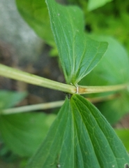 Clematis occidentalis