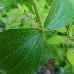 Clematis occidentalis