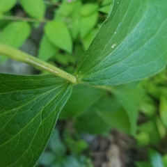 Clematis occidentalis
