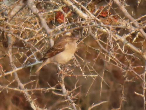 Moineau bridé (Gymnoris superciliaris)