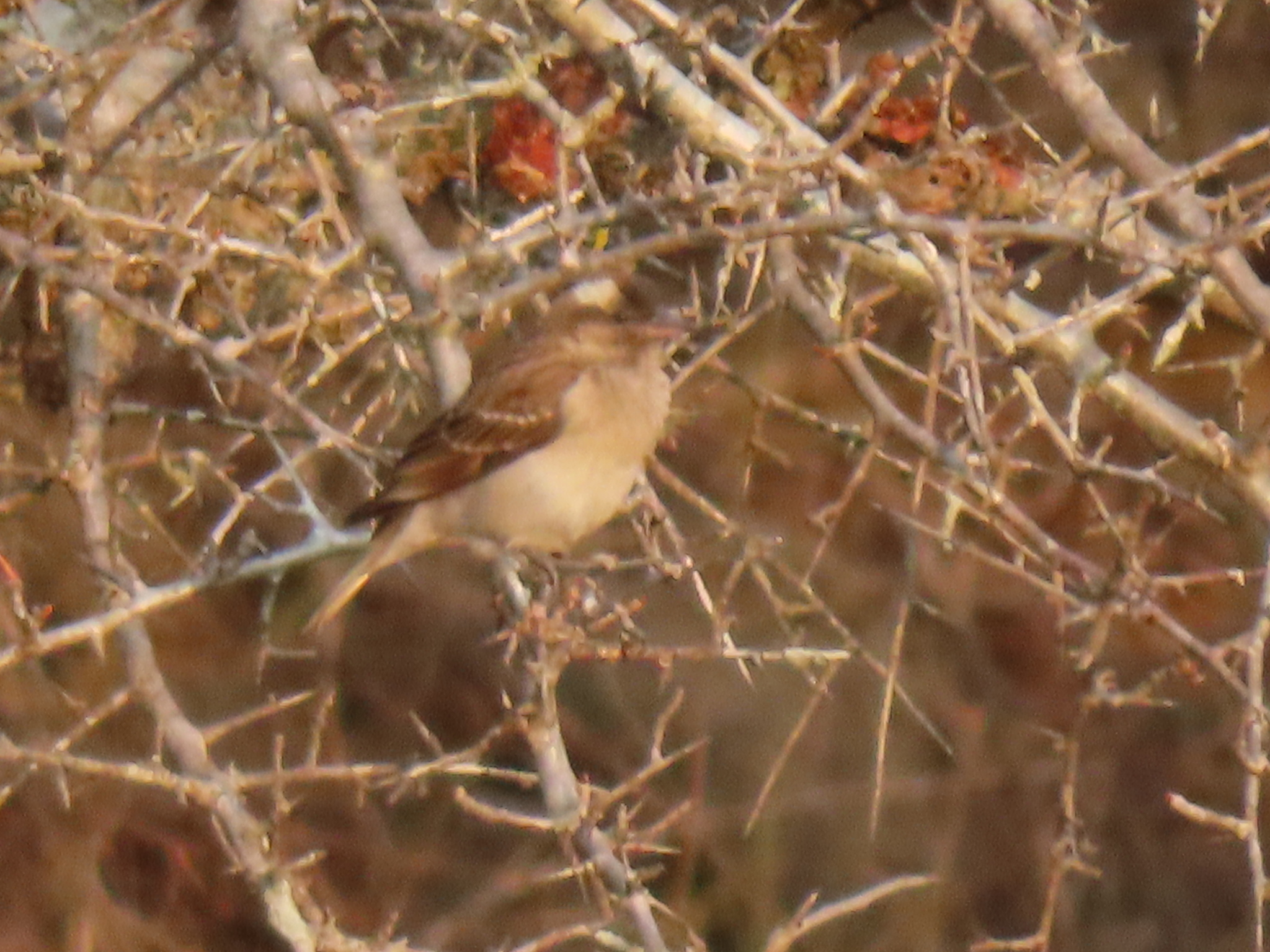 Yellow-throated Bush Sparrow (Gymnoris superciliaris)