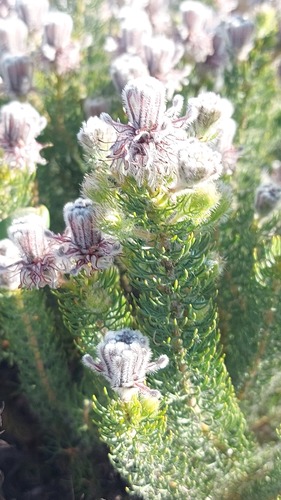 Serruria brownii, photograph 6