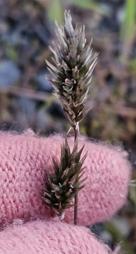 Image of Enneapogon nigricans by (c) Rosalie Lawrence, some rights reserved (CC BY)