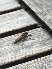 Eutolmus rufibarbis