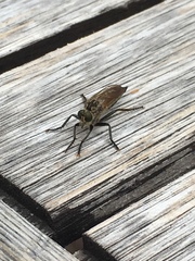Eutolmus rufibarbis