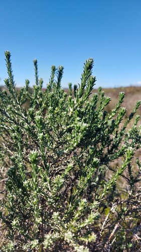 Oedera fruticosa, photograph 6
