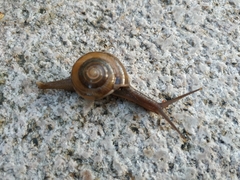 Macrochlamys nitidissima