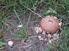 Lycoperdon pulcherrimum