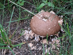 Lycoperdon pulcherrimum