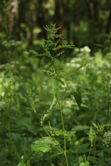 Rumex obtusifolius