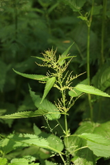 Urtica dioica