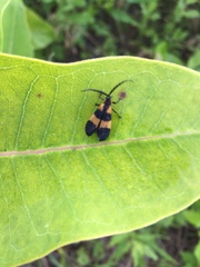 Calopteron reticulatum