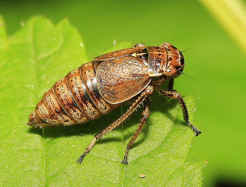 Errhomeninae