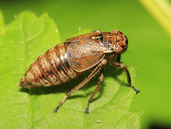 Bathysmatophorus shabliovskii
