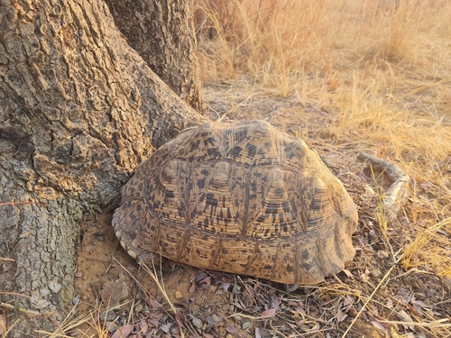 Leopard Tortoise