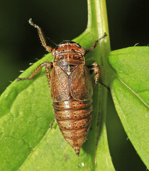 Bathysmatophorus shabliovskii