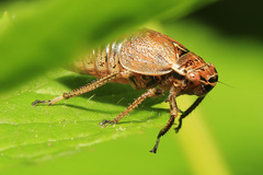 Bathysmatophorus shabliovskii