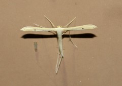 Hellinsia homodactylus