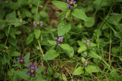 Prunella vulgaris