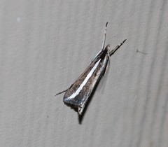 Carectocultus perstrialis