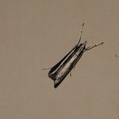 Carectocultus perstrialis