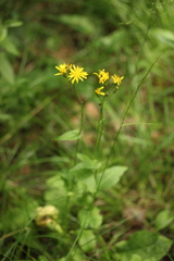 Crepis paludosa