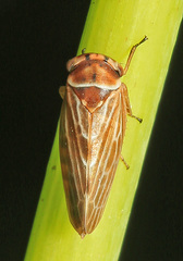 Japanagallia pteridis