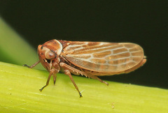 Japanagallia pteridis