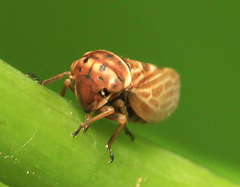 Japanagallia pteridis