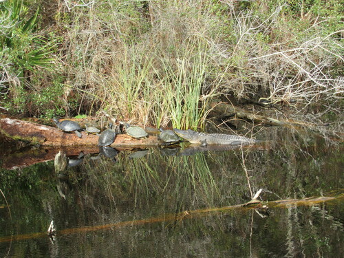 American Alligator photographed in Mississippi