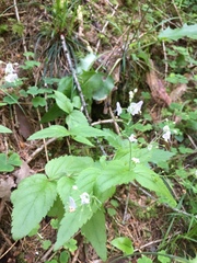 Veronica urticifolia