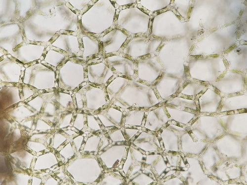 Image of Hydrodictyon reticulatum by (c) Pablo Cauã da Silva Toledo, some rights reserved (CC BY)