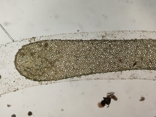 Image of Hydrodictyon reticulatum by (c) Pablo Cauã da Silva Toledo, some rights reserved (CC BY)