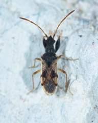 Pseudopamera setosa