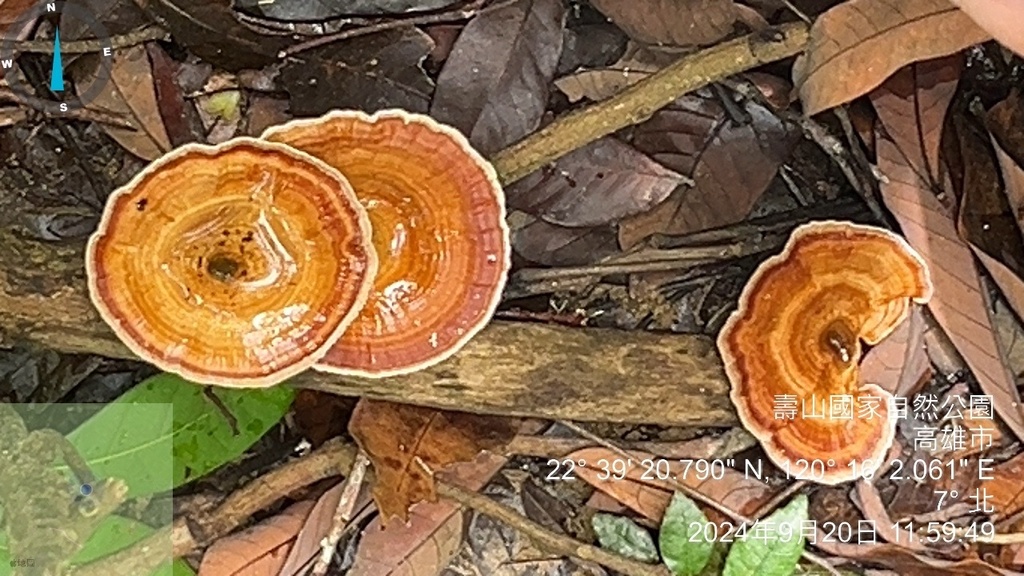 Microporus xanthopus · September 2024 · photo: © ssnp019 (iNaturalist, cc-by)