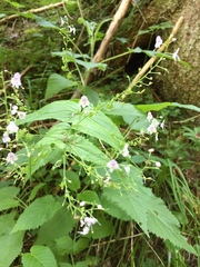 Veronica urticifolia