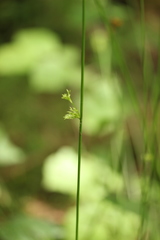 Juncus effusus