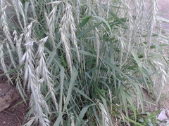 Elymus sibiricus