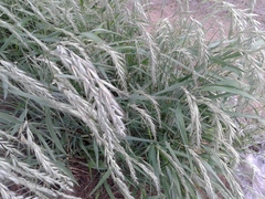 Elymus sibiricus