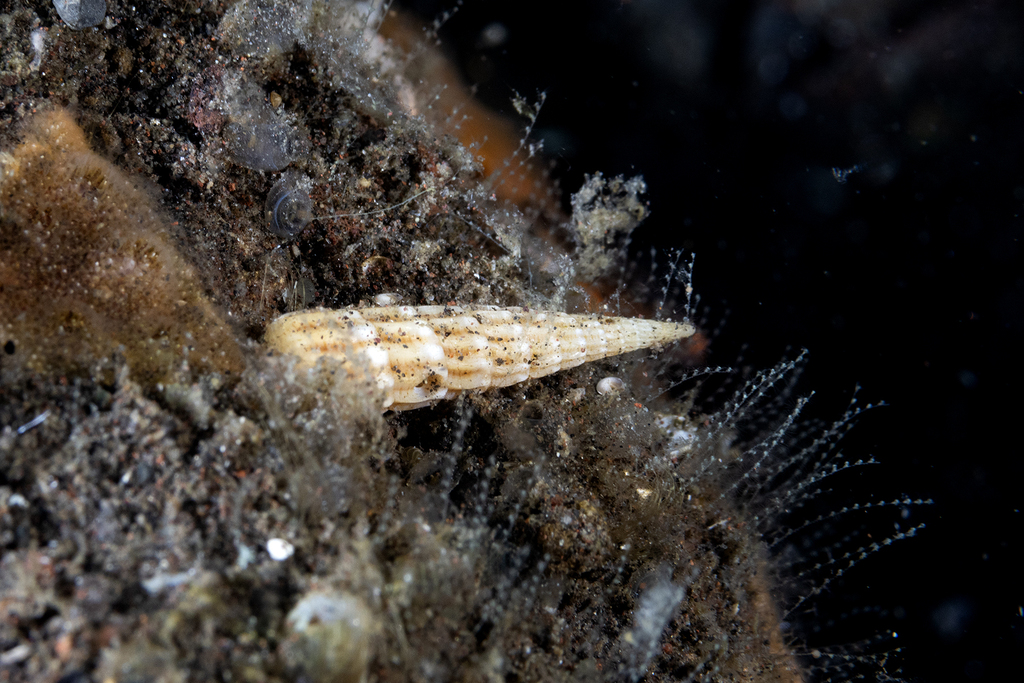 Myurellopsis undulata (Myurellopsis undulata)