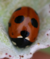 Coccinella magnifica