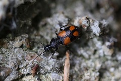 Panagaeus bipustulatus