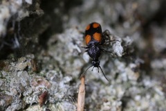 Panagaeus bipustulatus