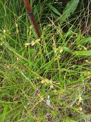 Carex hormathodes