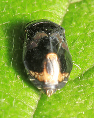Penthimia nitida