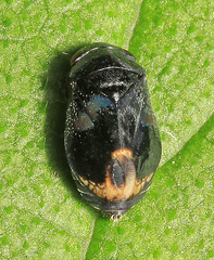 Penthimia nitida