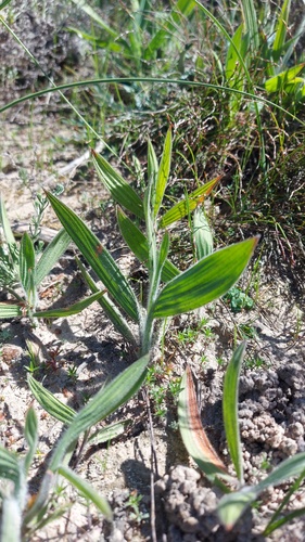 Pink Bobejaantjie (Babiana blanda)