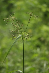 Scirpus sylvaticus